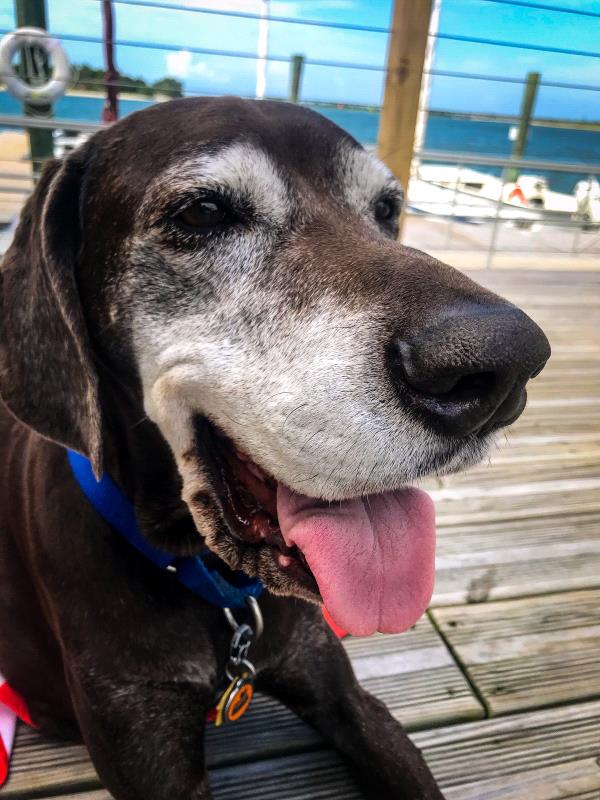/images/uploads/southeast german shorthaired pointer rescue/segspcalendarcontest2019/entries/11601thumb.jpg